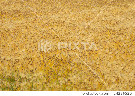 Barley 14236529
