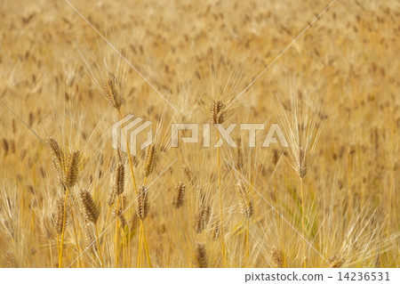 Barley 14236531
