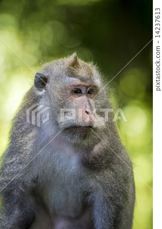 Monkey at Monkey Forest Monkey at Monkey Forest 14237613