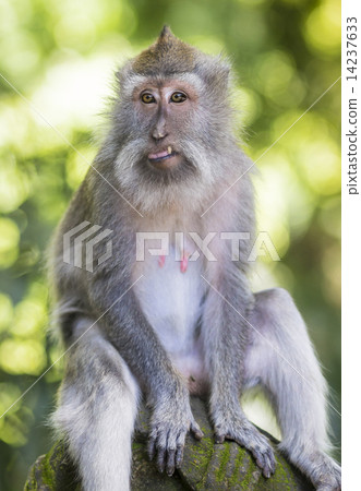 Monkey at Monkey Forest 14237633