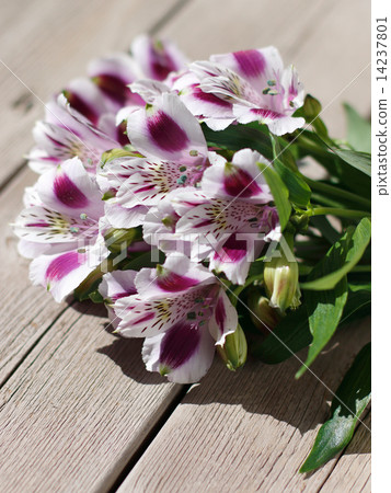 Alstroemeria (Mayfair) 14237801