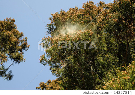 图库照片: 杉木花粉 散射 树