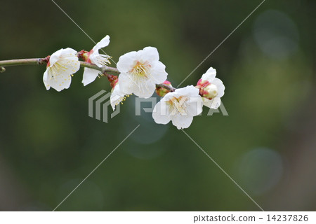 支持綠色的白色李子樹 14237826