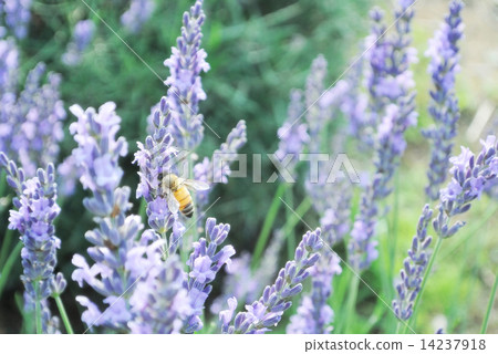 Lavender field Lavender field 14237918
