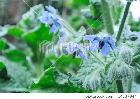 Borage flower Borage flower 14237944