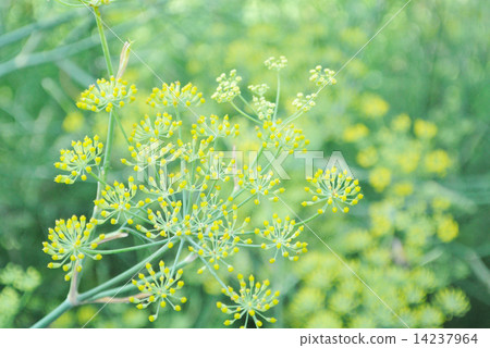 Fennel's pretty flower 14237964