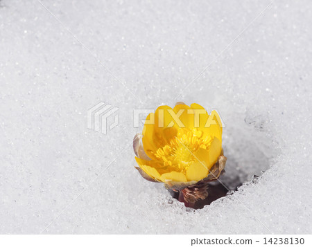 Snow and Fukushigusu Snow and Fukushigusu 14238130