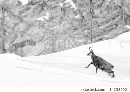 Chamois deer in the snow background in b&w 14238300