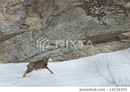 Chamois deer in the snow background 14238303