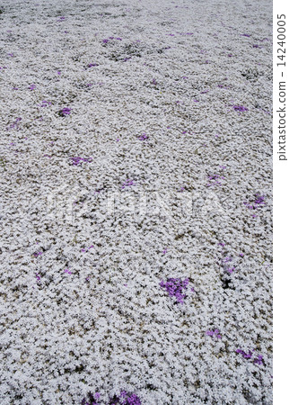 Moss phlox  14240005