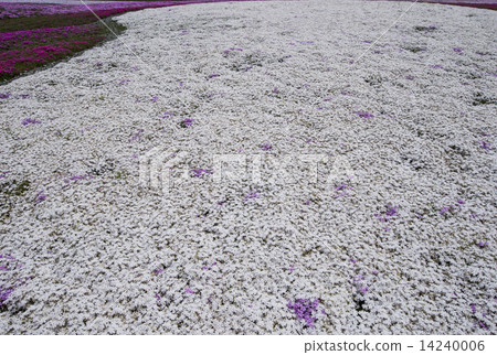 Moss phlox Moss phlox 14240006