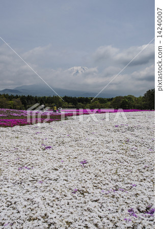 Moss phlox  14240007