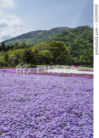 Moss phlox  14240008
