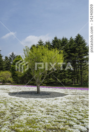 Moss phlox  14240009