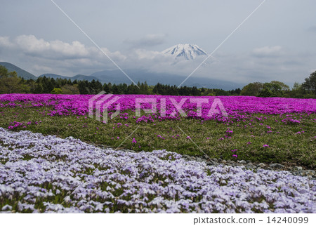 Shibazakura and Mt. Fuji 14240099