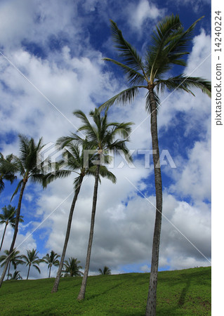 Palm trees and blue sky Palm trees and blue sky 14240224