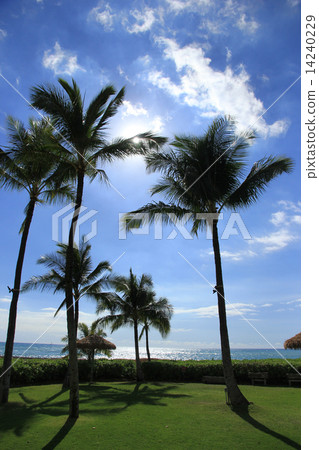 Hawaii Resort Ko Olina 14240229