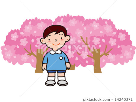 Cherry blossoms in full bloom and boys' children 14240371