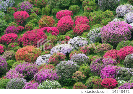 杜鵑花園 14240471