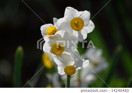 Daffodils 14240480