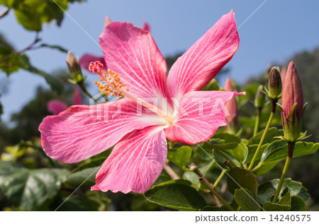 Hibiscus Hibiscus 14240575
