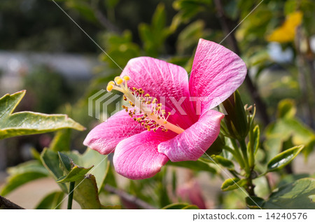 Hibiscus Hibiscus 14240576