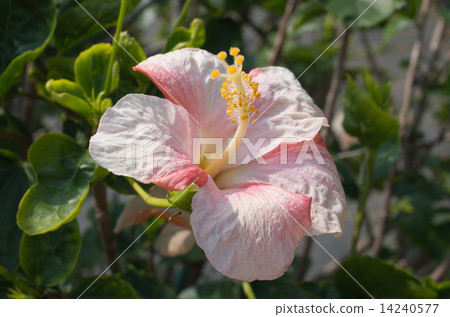 Hibiscus 14240577