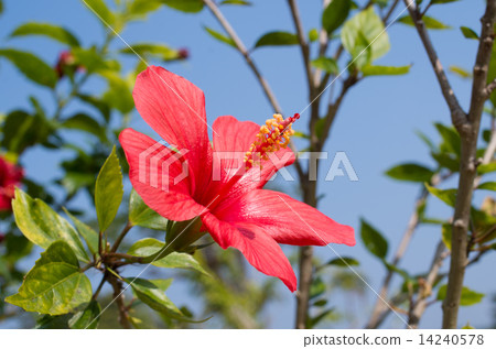 Hibiscus 14240578