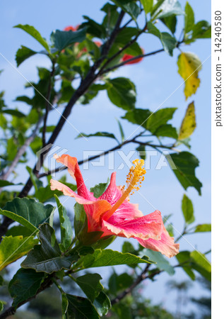 Hibiscus Hibiscus 14240580