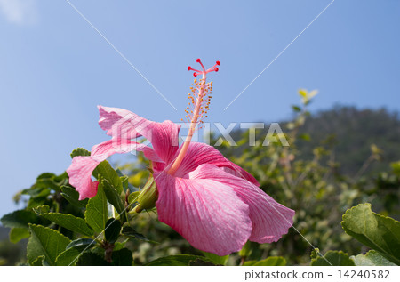 Hibiscus 14240582