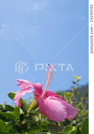 Hibiscus Hibiscus 14240583