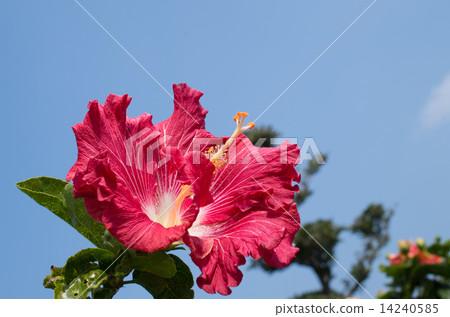 Hibiscus Hibiscus 14240585