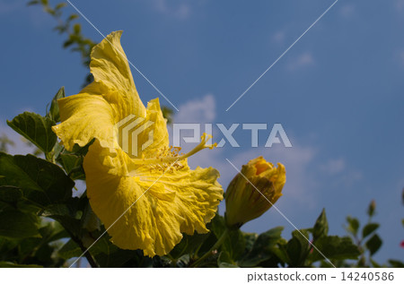 Hibiscus 14240586