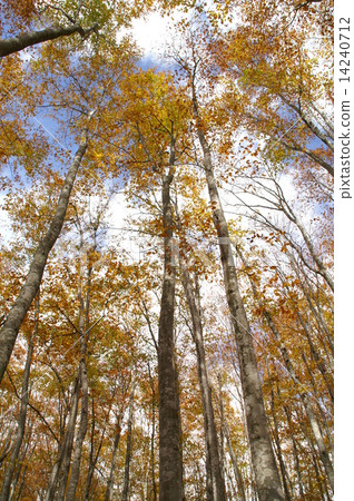 Buna's beautiful forest Buna's beautiful forest 14240712