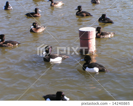Guests in winter in the Chiba park cotton landing pond Guests in winter in the Chiba park cotton landing pond 14240865