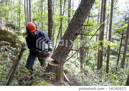 木材收穫 14240923