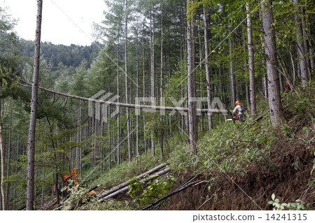 木材收穫 14241315