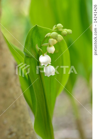 Suzuran Suzuran 14241426