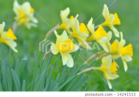 Narcissus flower 14241513
