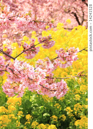 Kawazu cherry blossoms and rape blossoms in full bloom Kawazu cherry blossoms and rape blossoms in full bloom 14241528