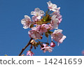 櫻花 14241659