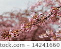 櫻花 14241660