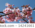 櫻花 14241661