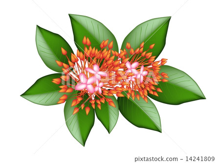 A Group of Fresh Red Ixora Flowers A Group of Fresh Red Ixora Flowers 14241809