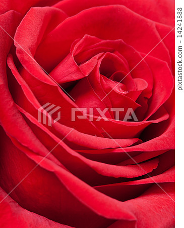 rose rose 14241888