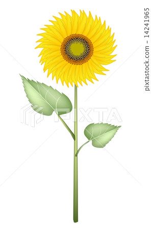 An Elegant Perfect Sunflower on White Background An Elegant Perfect Sunflower on White Background 14241965