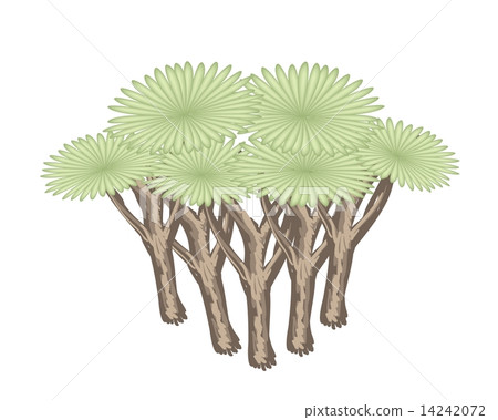 Isometric of Dragon Tree on White Background 14242072