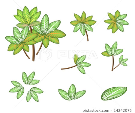 A Set of Isometric Dieffenbachia Picta Marianne Plant 14242075