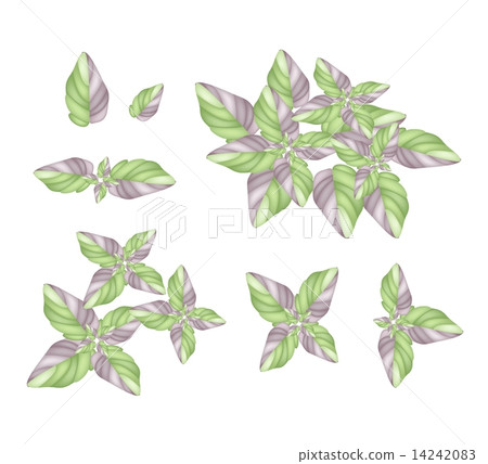 A Set of Acanthaceae Plant on White Background 14242083