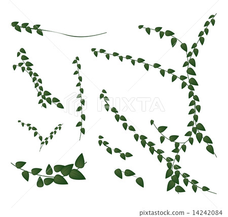 A Set of Creeper Plant on White Background A Set of Creeper Plant on White Background 14242084
